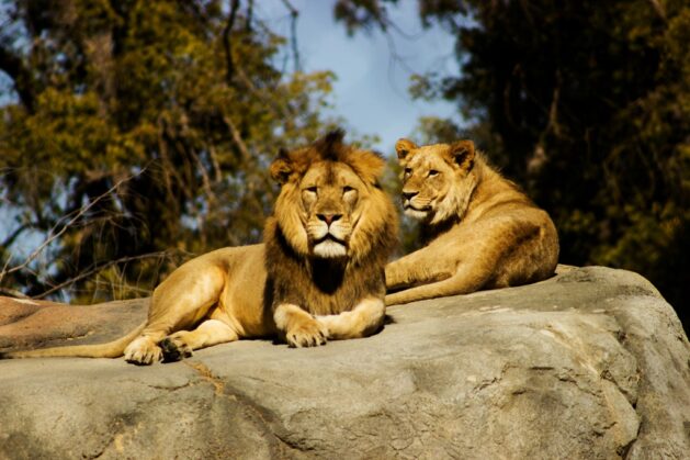 Lions, Photo by Jeremy Avery on Unsplash