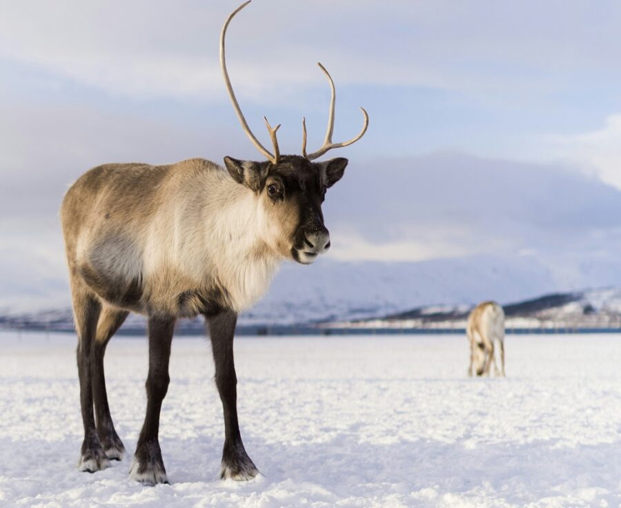 reindeer, c Nicolas Lafargue on Unsplash